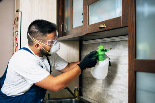 Flea Control Services in St Charles, MI