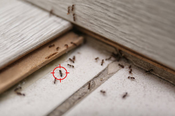 Best Residential Pest Control  in St Charles, MI