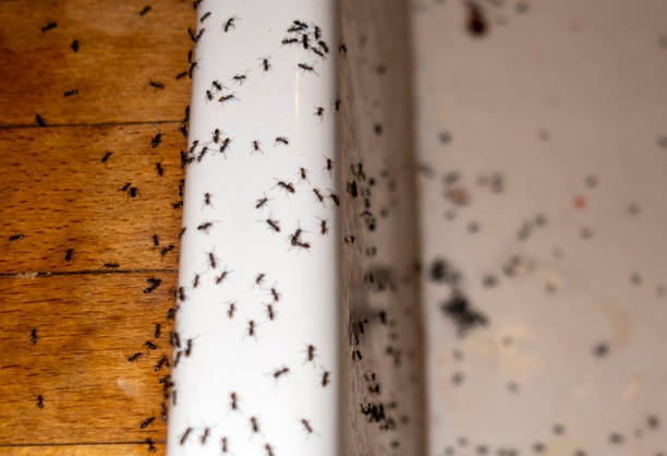 Best Pest Removal Services  in St Charles, MI