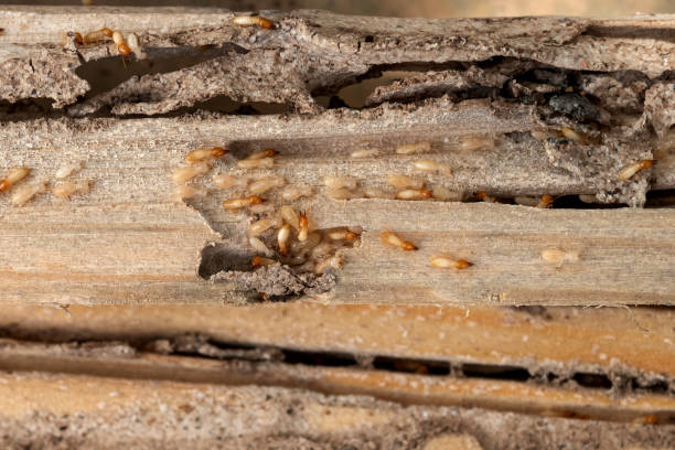 Best Affordable Pest Control Services  in St Charles, MI