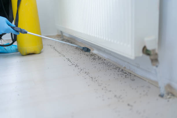 Best Wasp Removal Services  in St Charles, MI